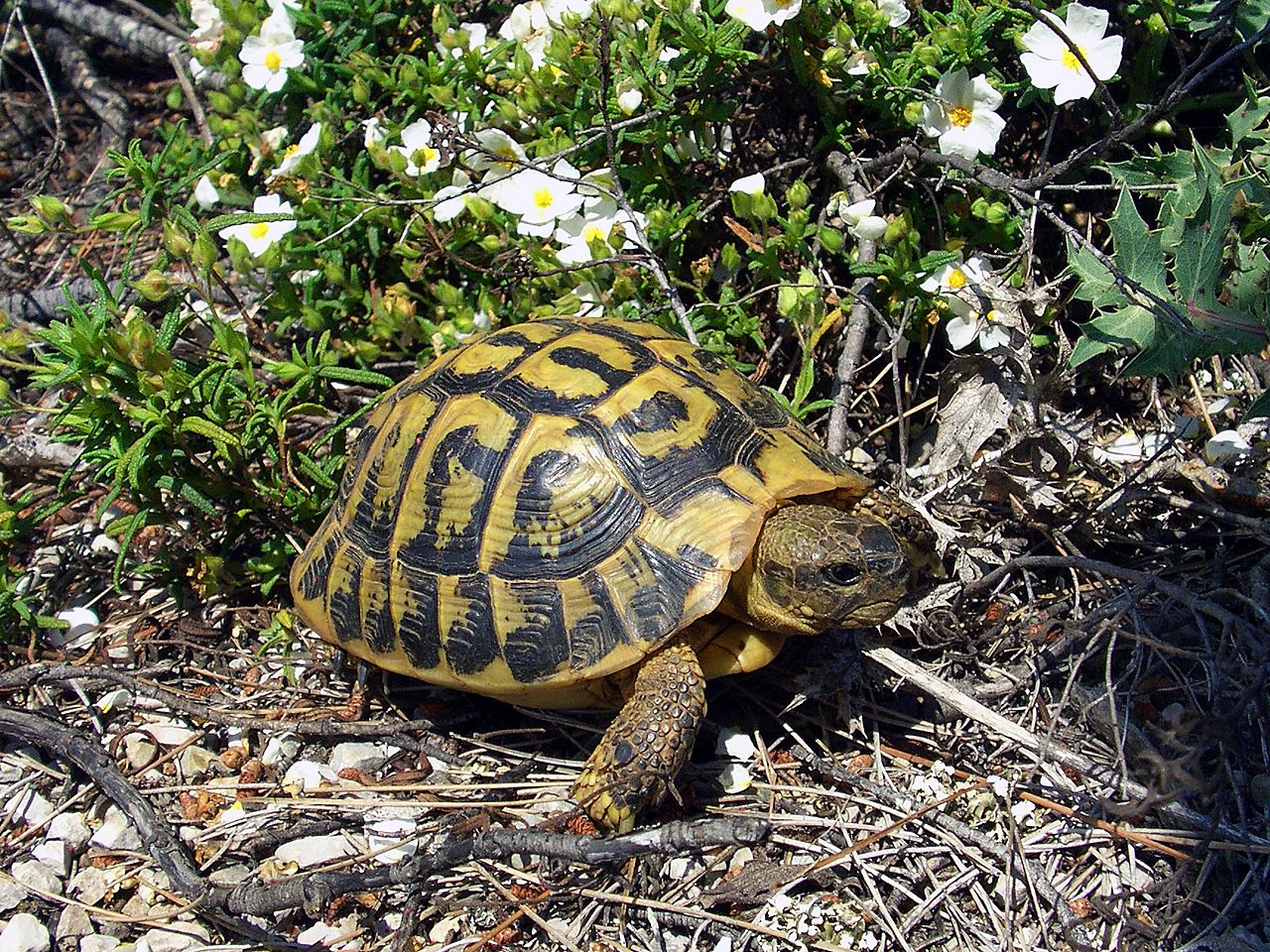 Hermann's Tortoise turtle